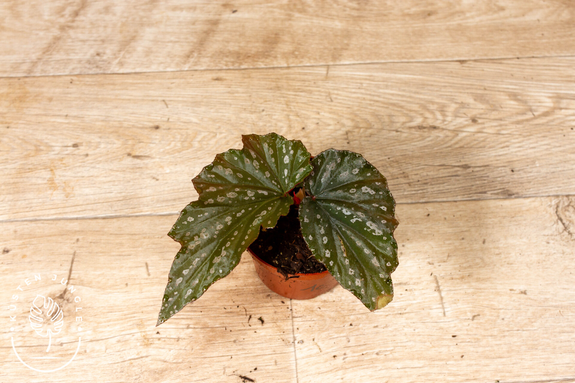 Begonia Aiai 001C WYSIWYG