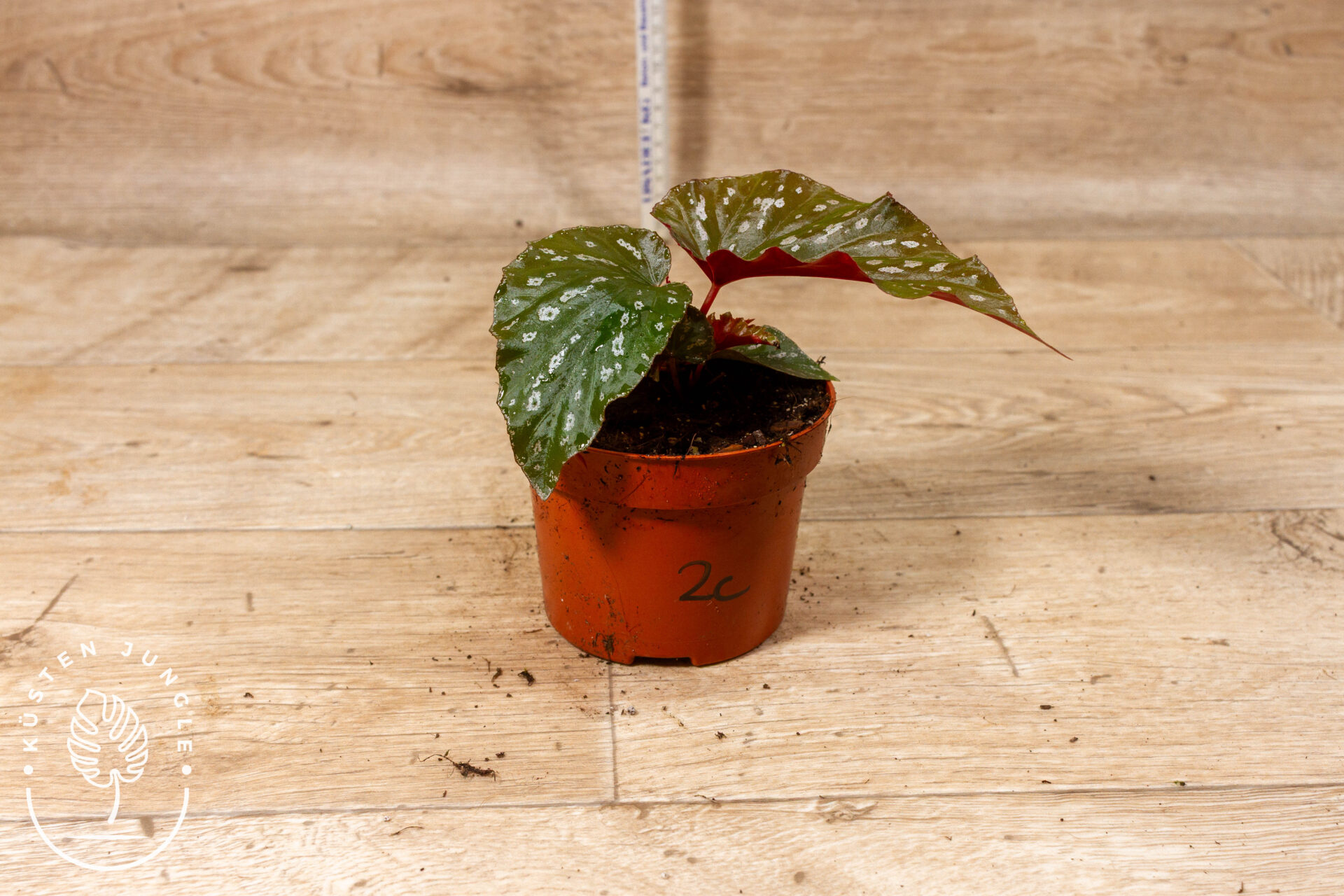 Begonia Aiai 002C WYSIWYG – Bild 2