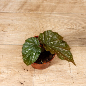 Begonia Aiai 002C WYSIWYG