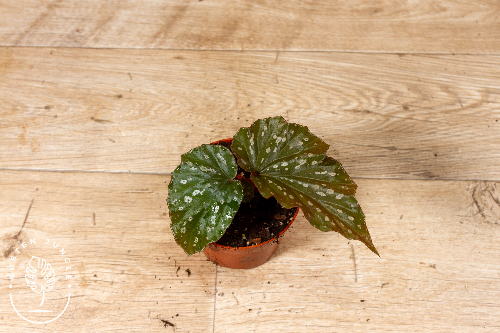 Begonia Aiai 002C WYSIWYG