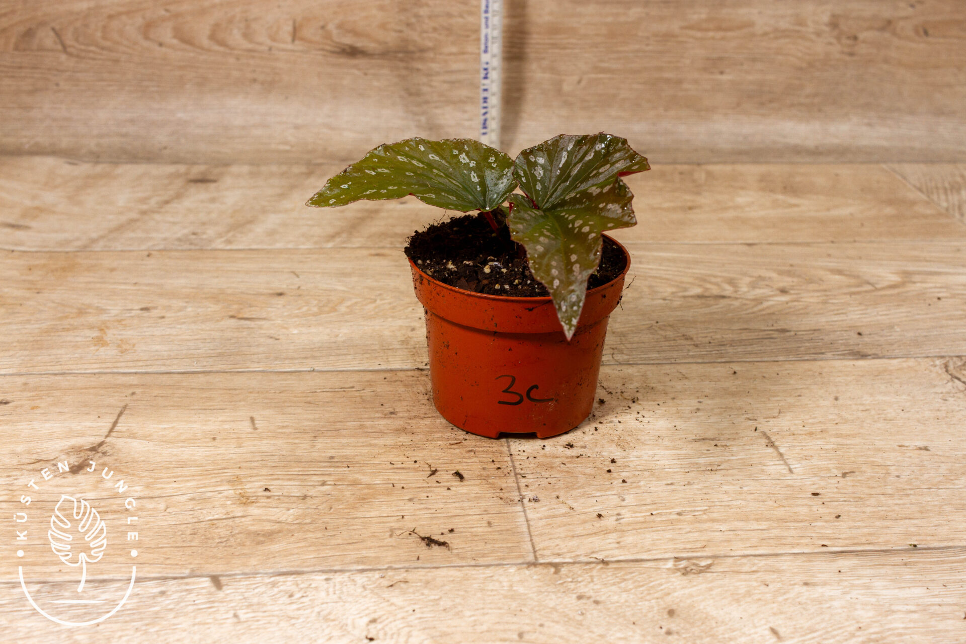 Begonia Aiai 003C WYSIWYG – Bild 2