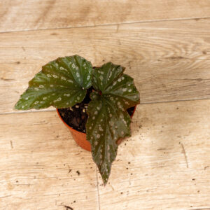 Begonia Aiai 003C WYSIWYG