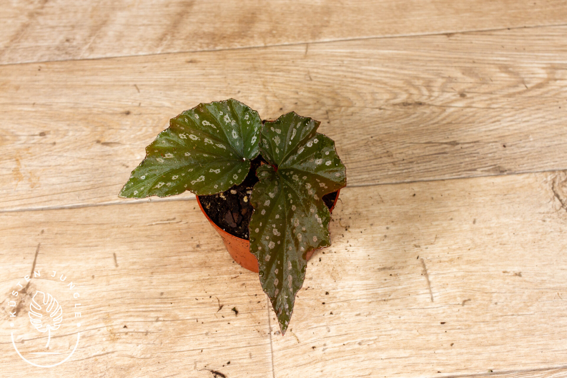 Begonia Aiai 003C WYSIWYG