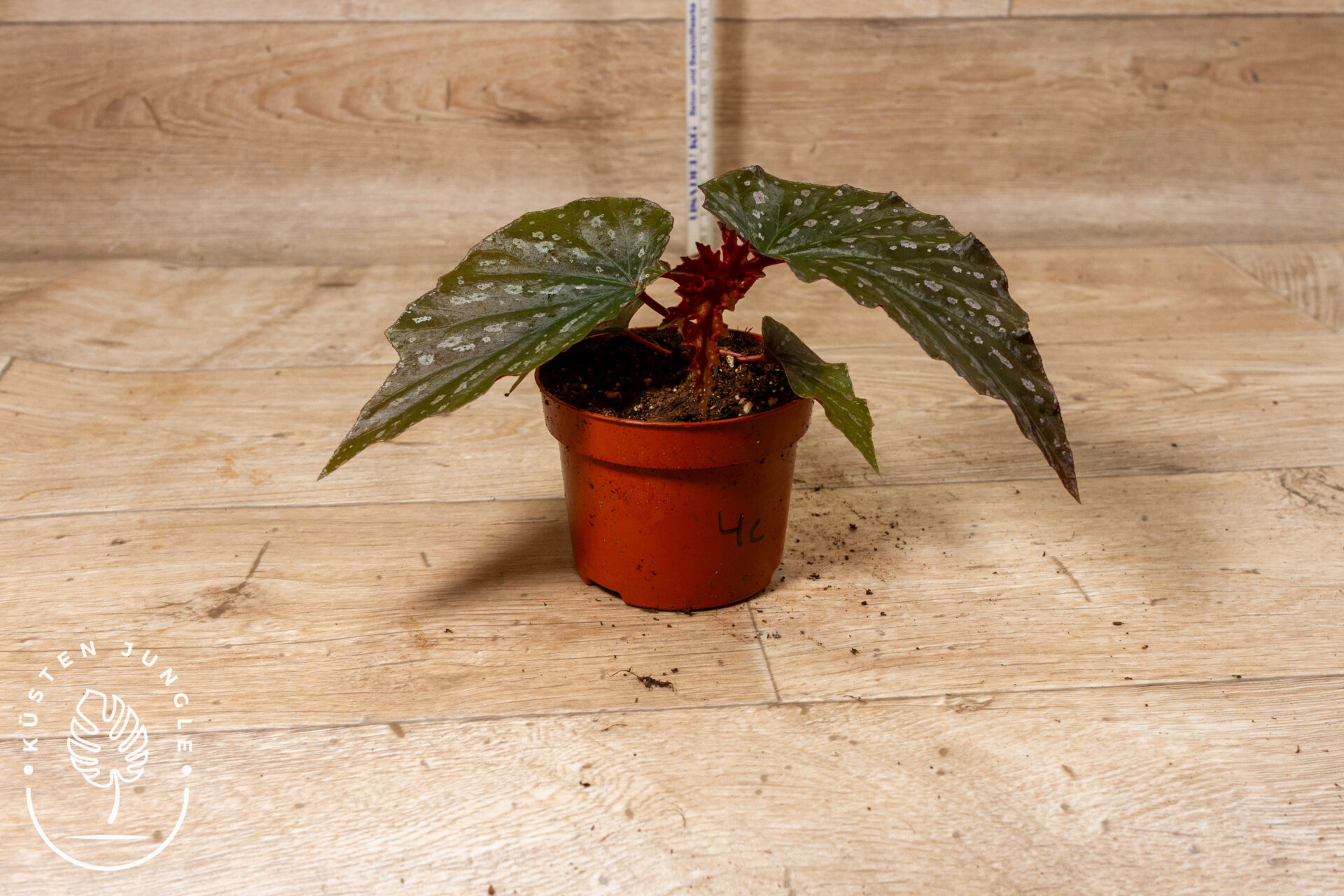 Begonia Aiai 004C WYSIWYG – Bild 2