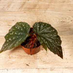 Begonia Aiai 004C WYSIWYG