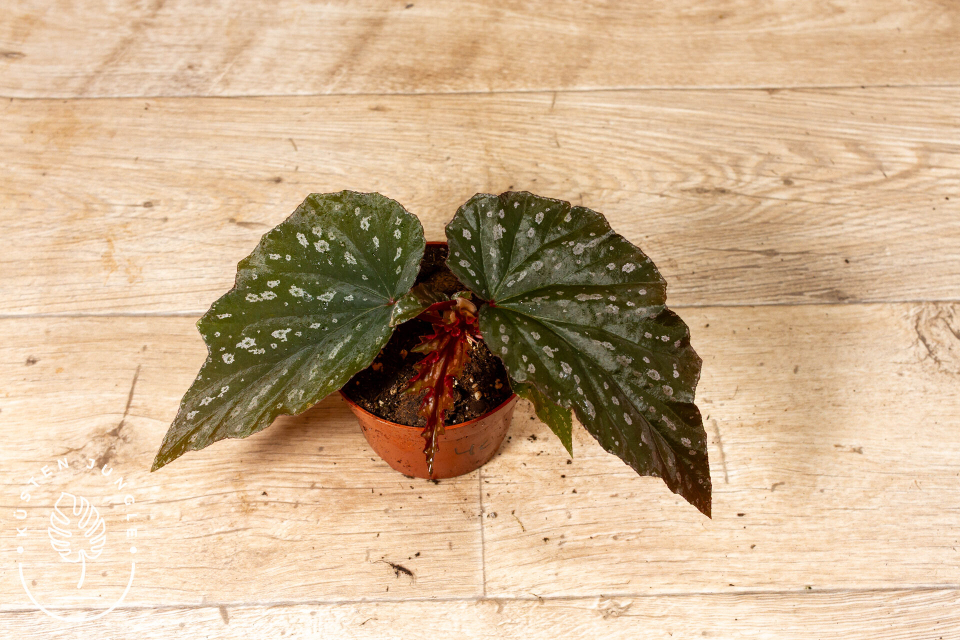 Begonia Aiai 004C WYSIWYG