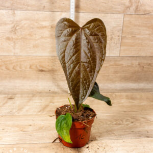 Anthurium "Queen of Hearts" 001C WYSIWYG