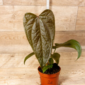 Anthurium "Queen of Hearts" 002C WYSIWYG