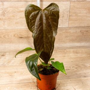 Anthurium "Queen of Hearts" 003C WYSIWYG