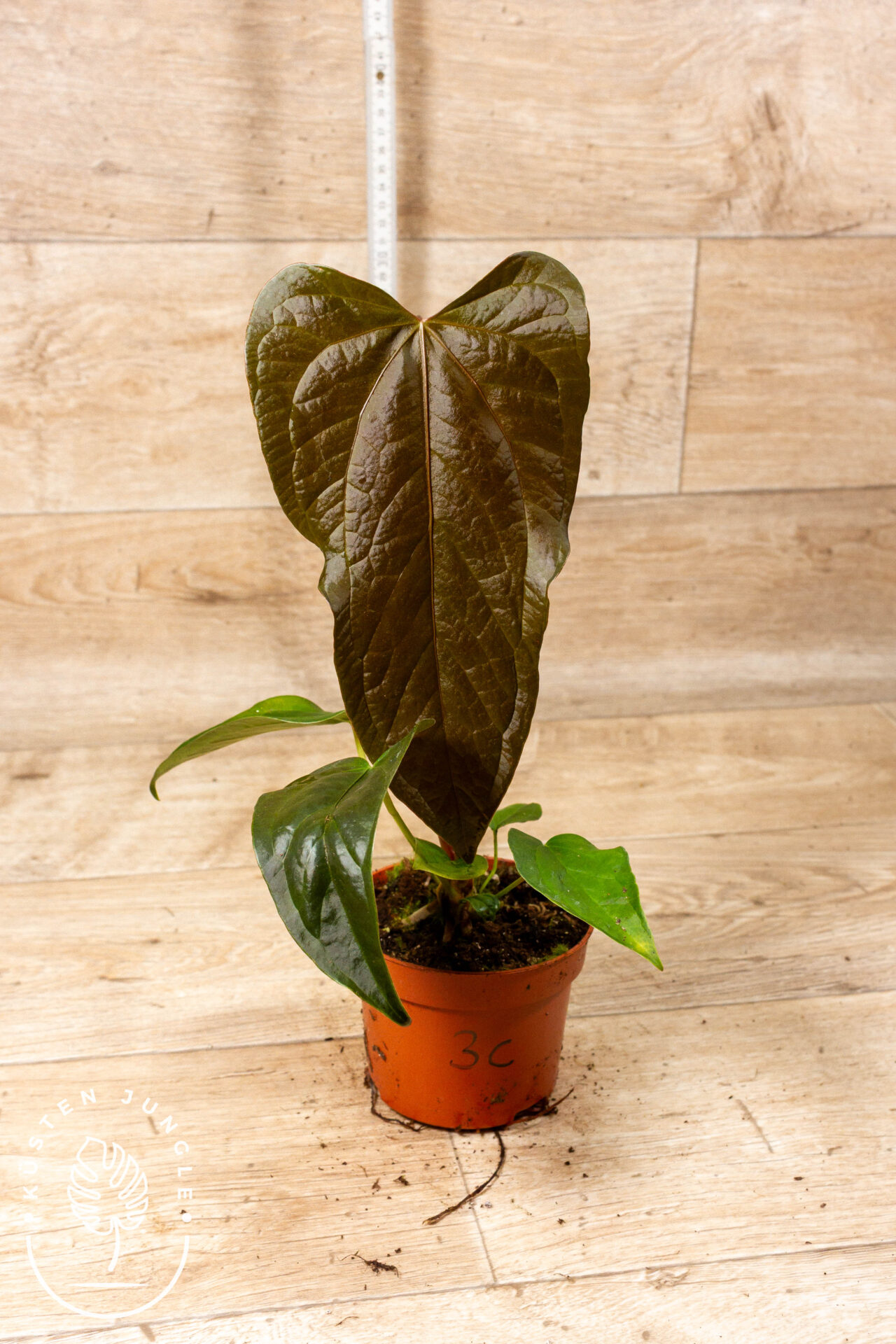 Anthurium "Queen of Hearts" 003C WYSIWYG