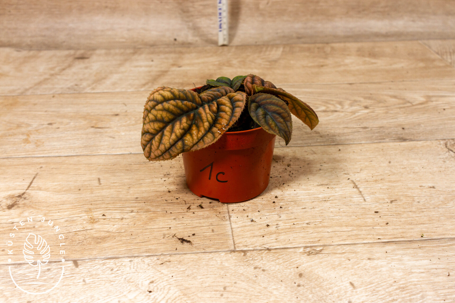 Acranthera(Labisia) sp. Vietnam 001C WYSIWYG – Bild 2