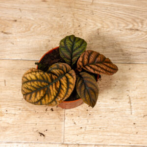 Acranthera(Labisia) sp. Vietnam 001C WYSIWYG