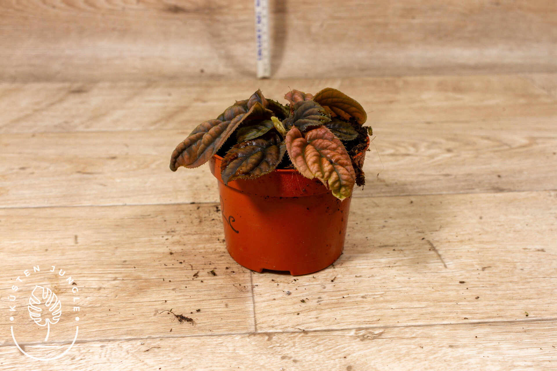 Acranthera(Labisia) sp. Vietnam 002C WYSIWYG – Bild 2