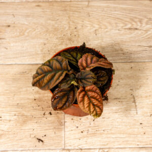 Acranthera(Labisia) sp. Vietnam 002C WYSIWYG