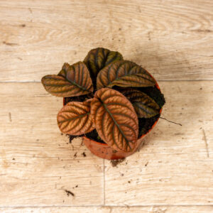 Acranthera(Labisia) sp. Vietnam 003C WYSIWYG