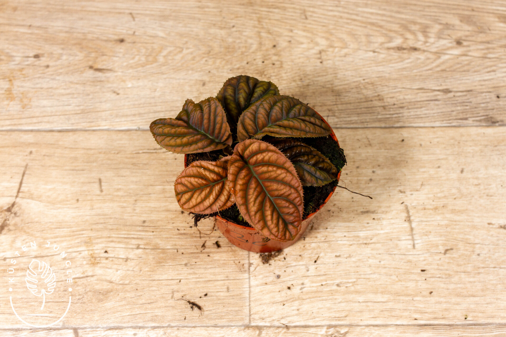 Acranthera(Labisia) sp. Vietnam 003C WYSIWYG