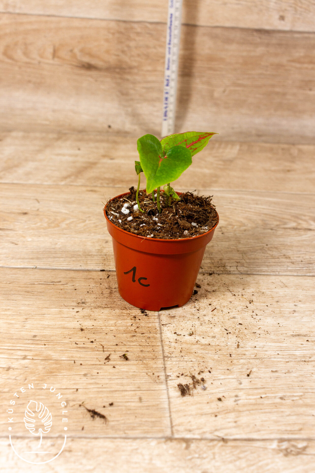 Cyrtosperma johnstonii 001C WYSIWYG – Bild 2