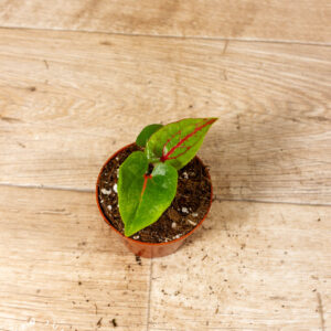 Cyrtosperma johnstonii 001C WYSIWYG