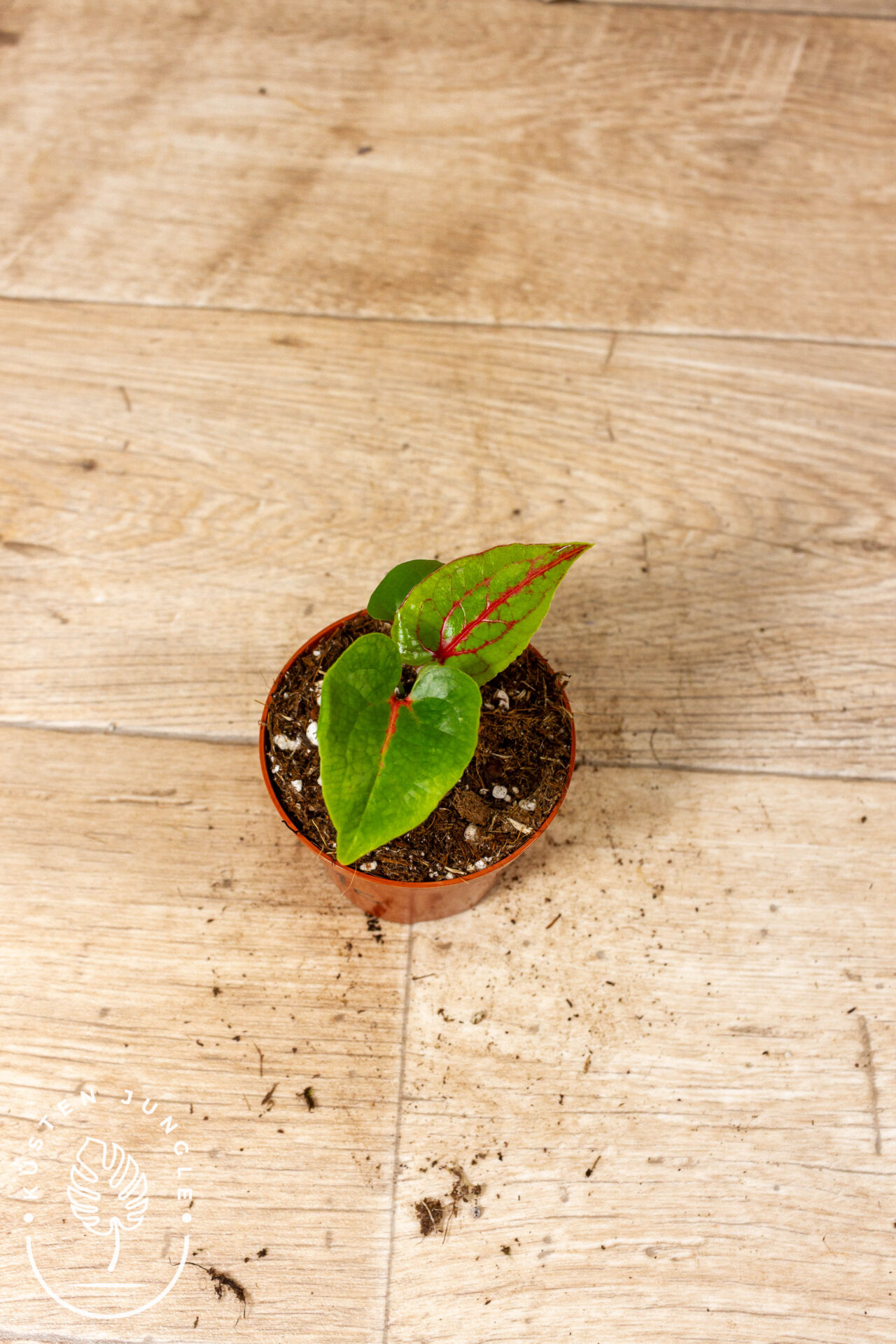 Cyrtosperma johnstonii 001C WYSIWYG