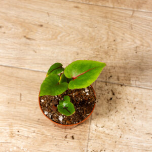 Cyrtosperma johnstonii 002C WYSIWYG