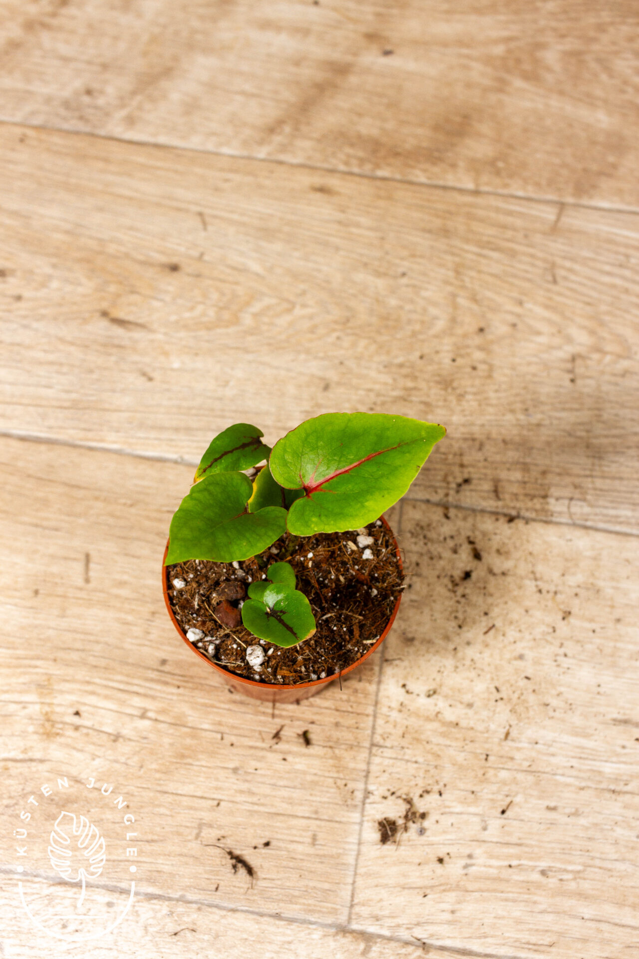 Cyrtosperma johnstonii 002C WYSIWYG