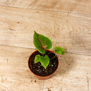 Cyrtosperma johnstonii 003C WYSIWYG