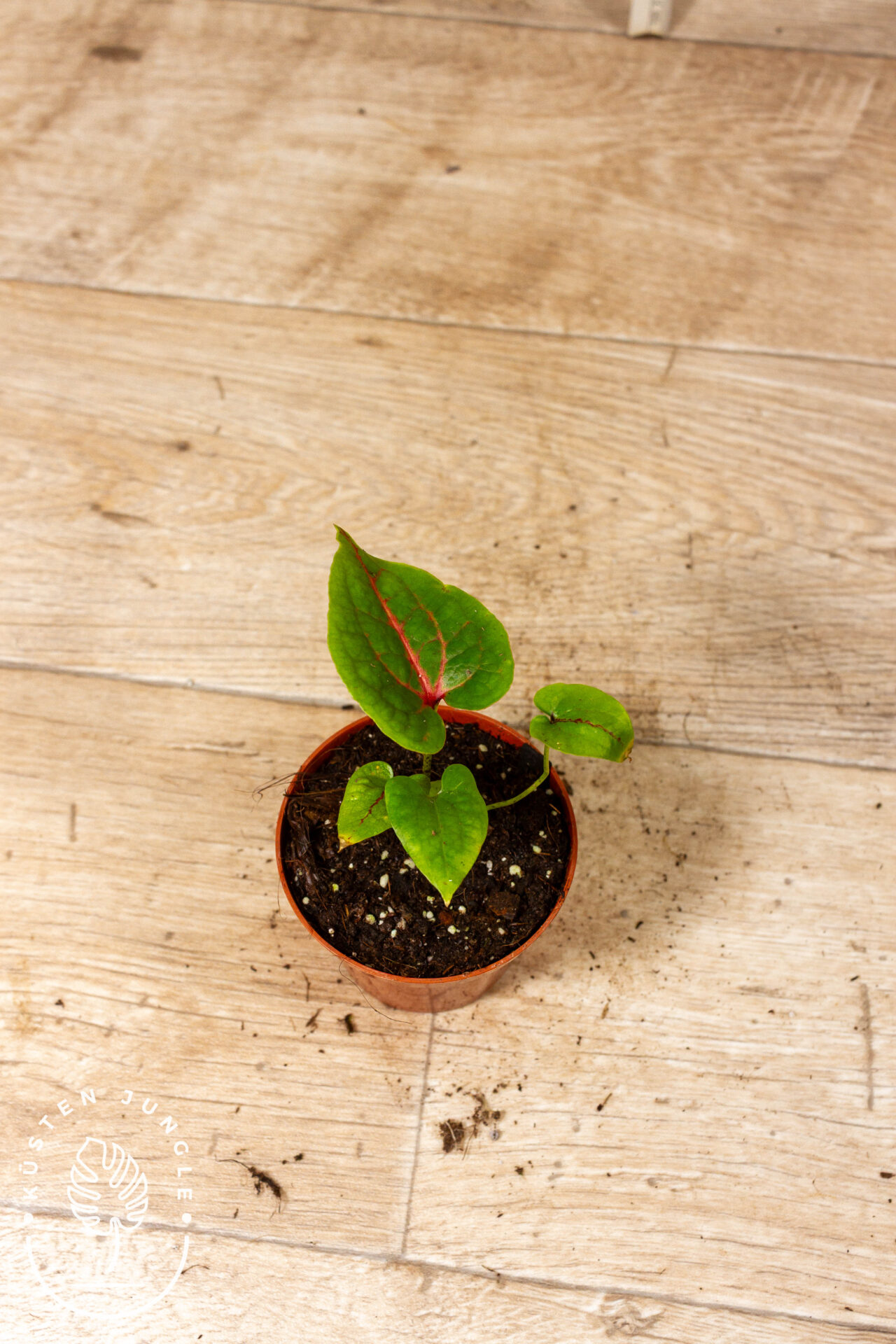 Cyrtosperma johnstonii 003C WYSIWYG