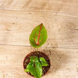 Cyrtosperma johnstonii 004C WYSIWYG