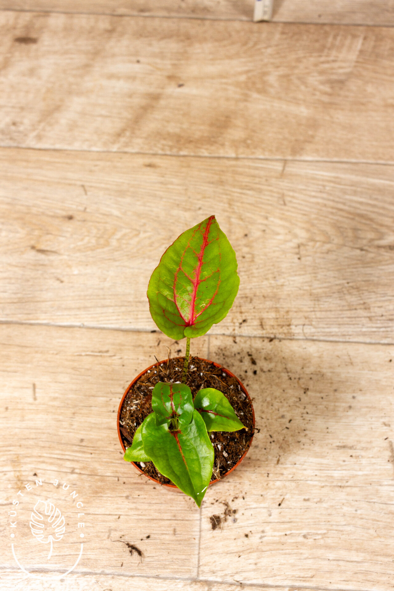 Cyrtosperma johnstonii 004C WYSIWYG