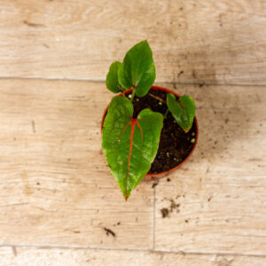 Cyrtosperma johnstonii 005C WYSIWYG