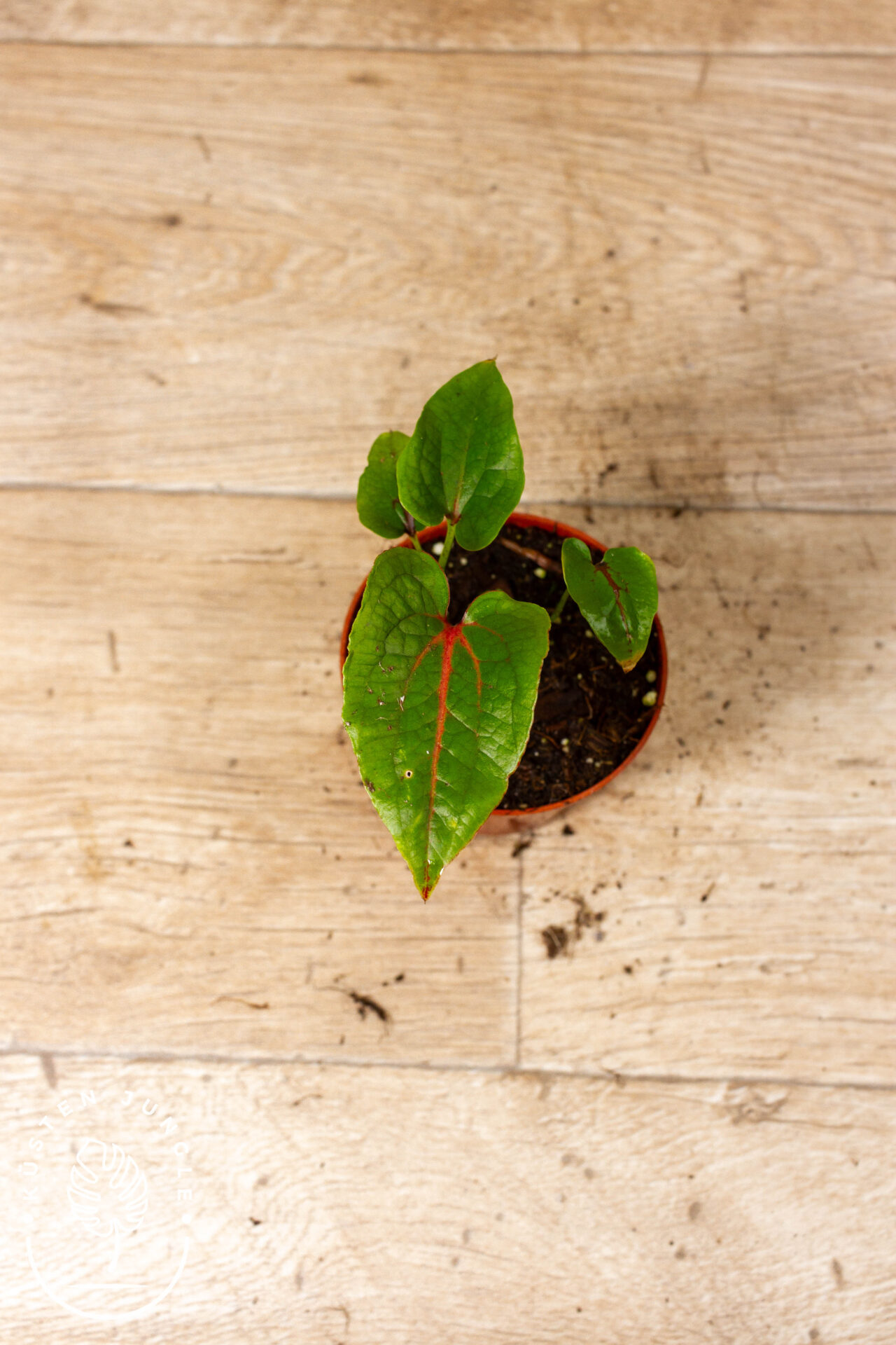 Cyrtosperma johnstonii 005C WYSIWYG