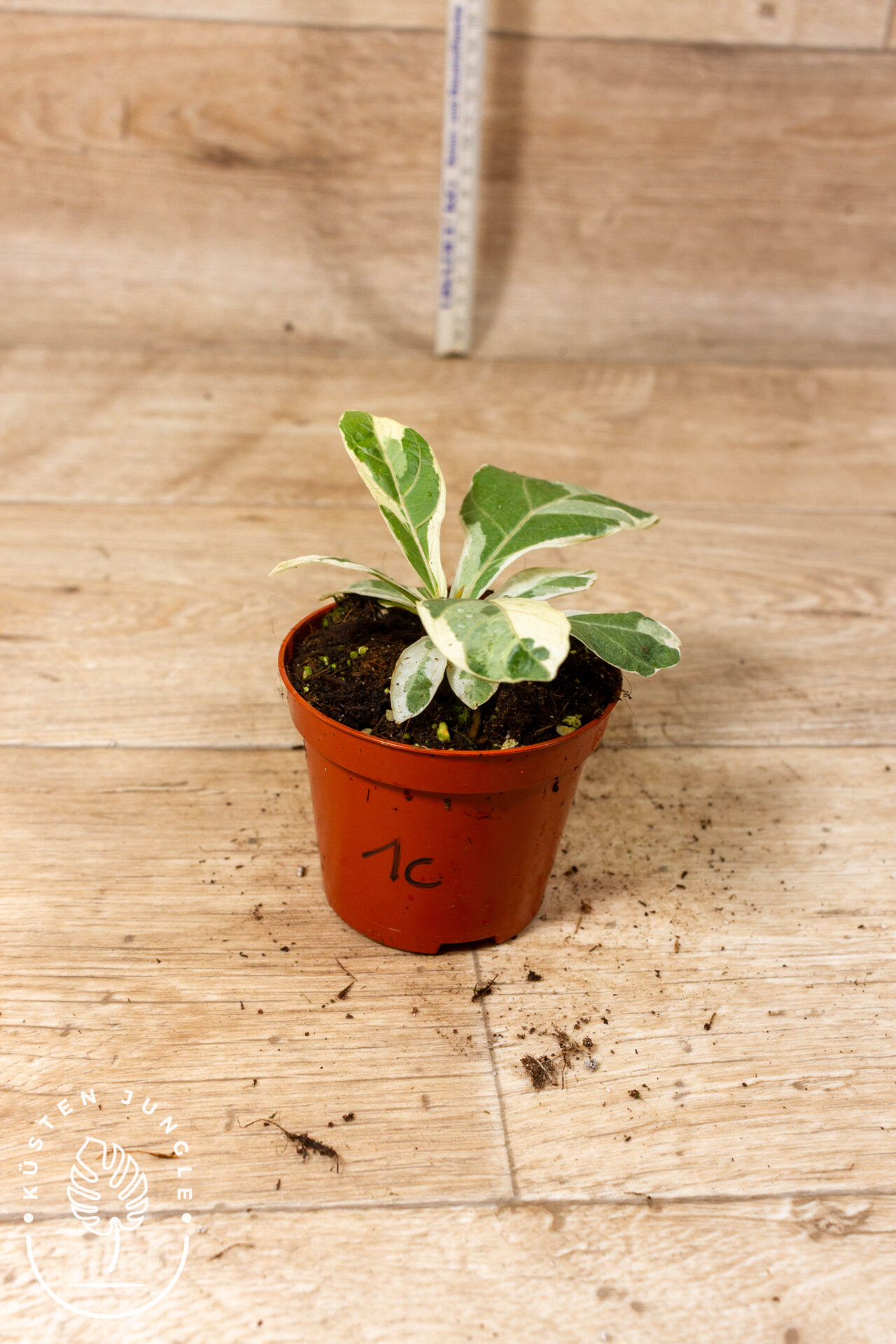 Ficus lyrata Variegata 001C WYSIWYG - Image 2