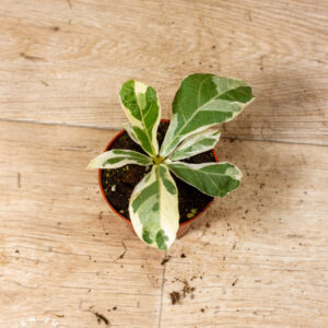 Ficus lyrata Variegata 001C WYSIWYG