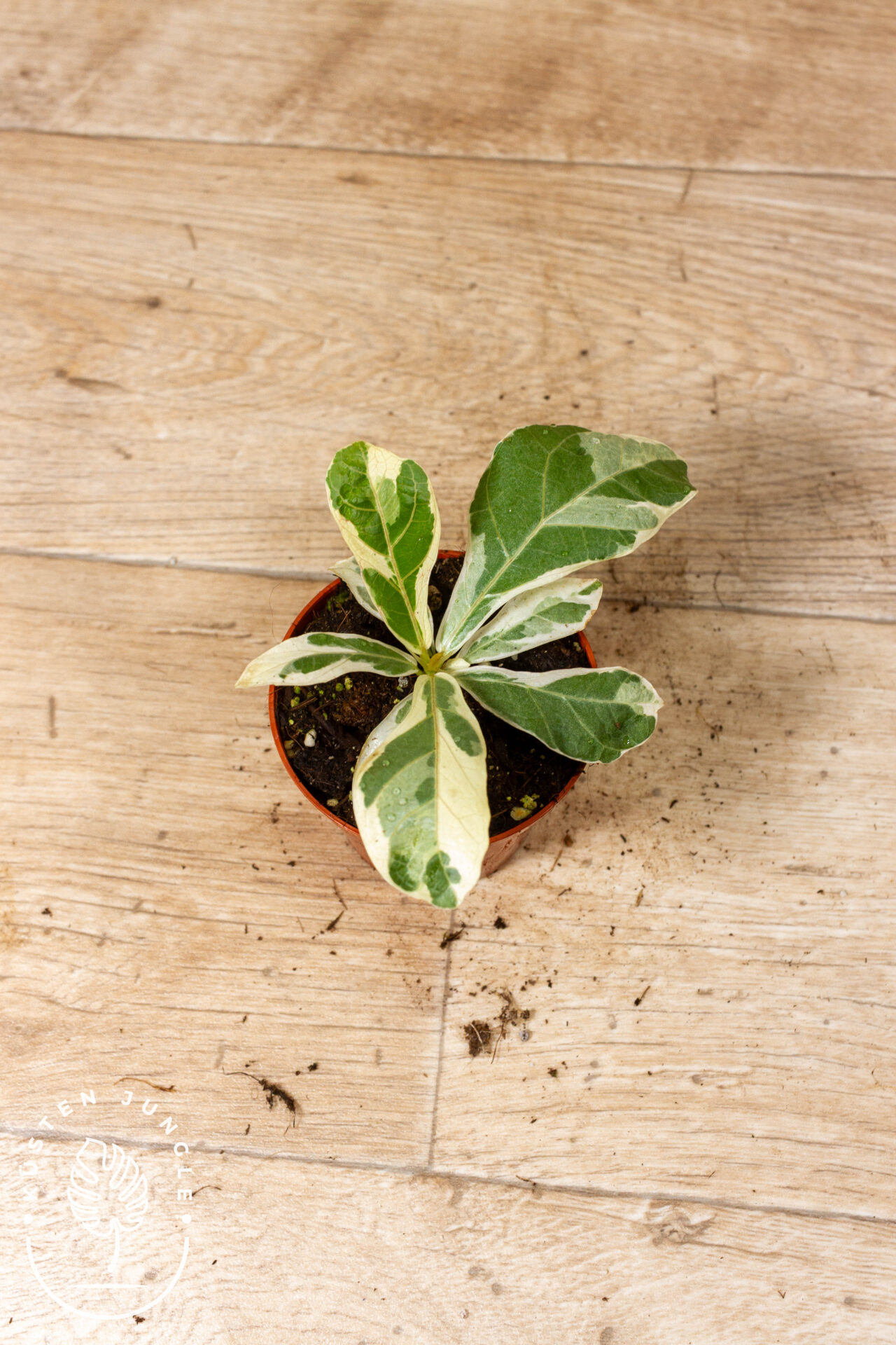 Ficus lyrata Variegata 001C WYSIWYG