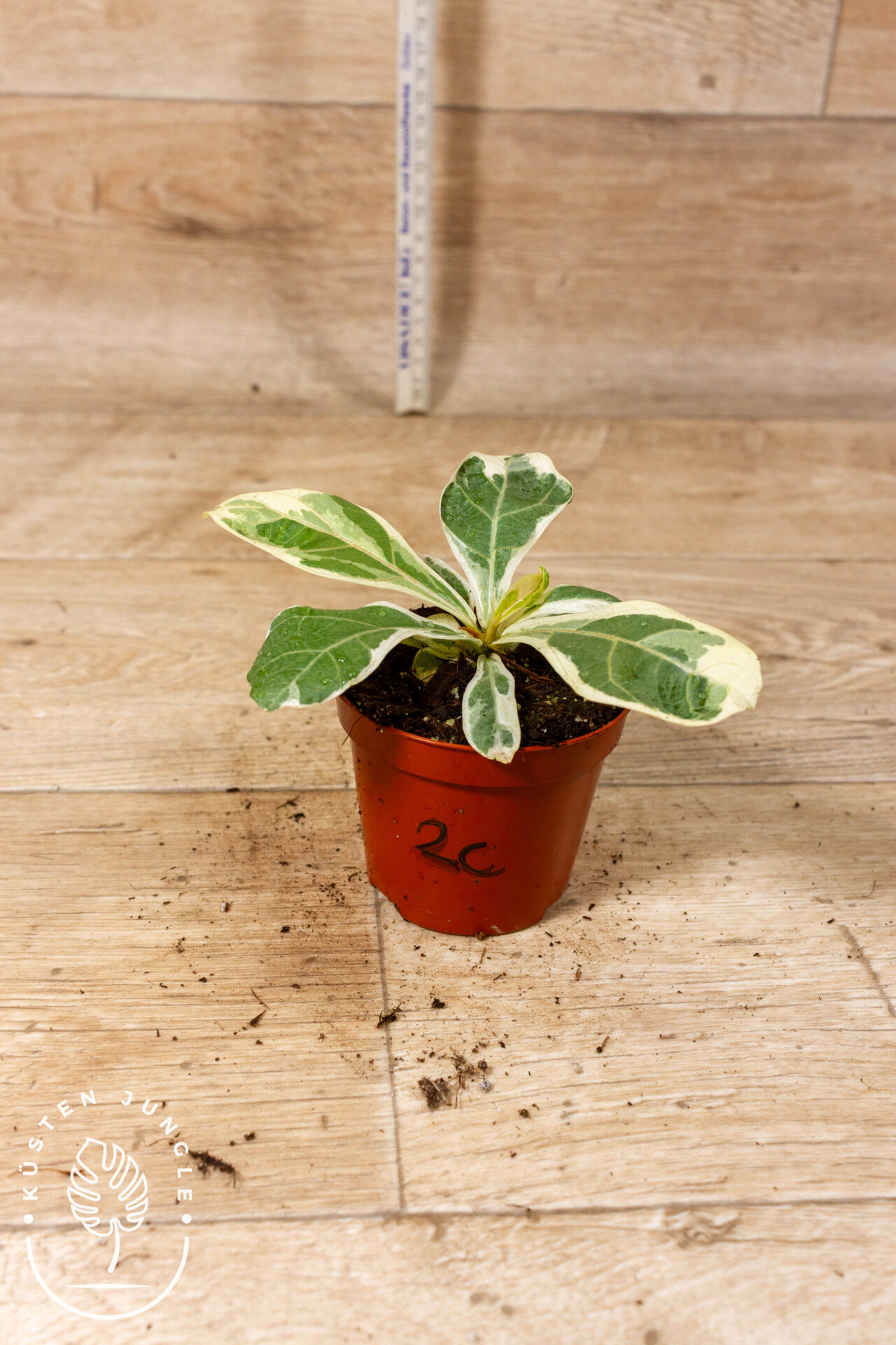 Ficus lyrata Variegata 002C WYSIWYG – Bild 2