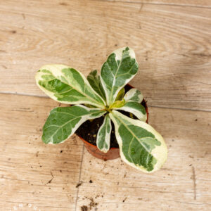 Ficus lyrata Variegata 002C WYSIWYG