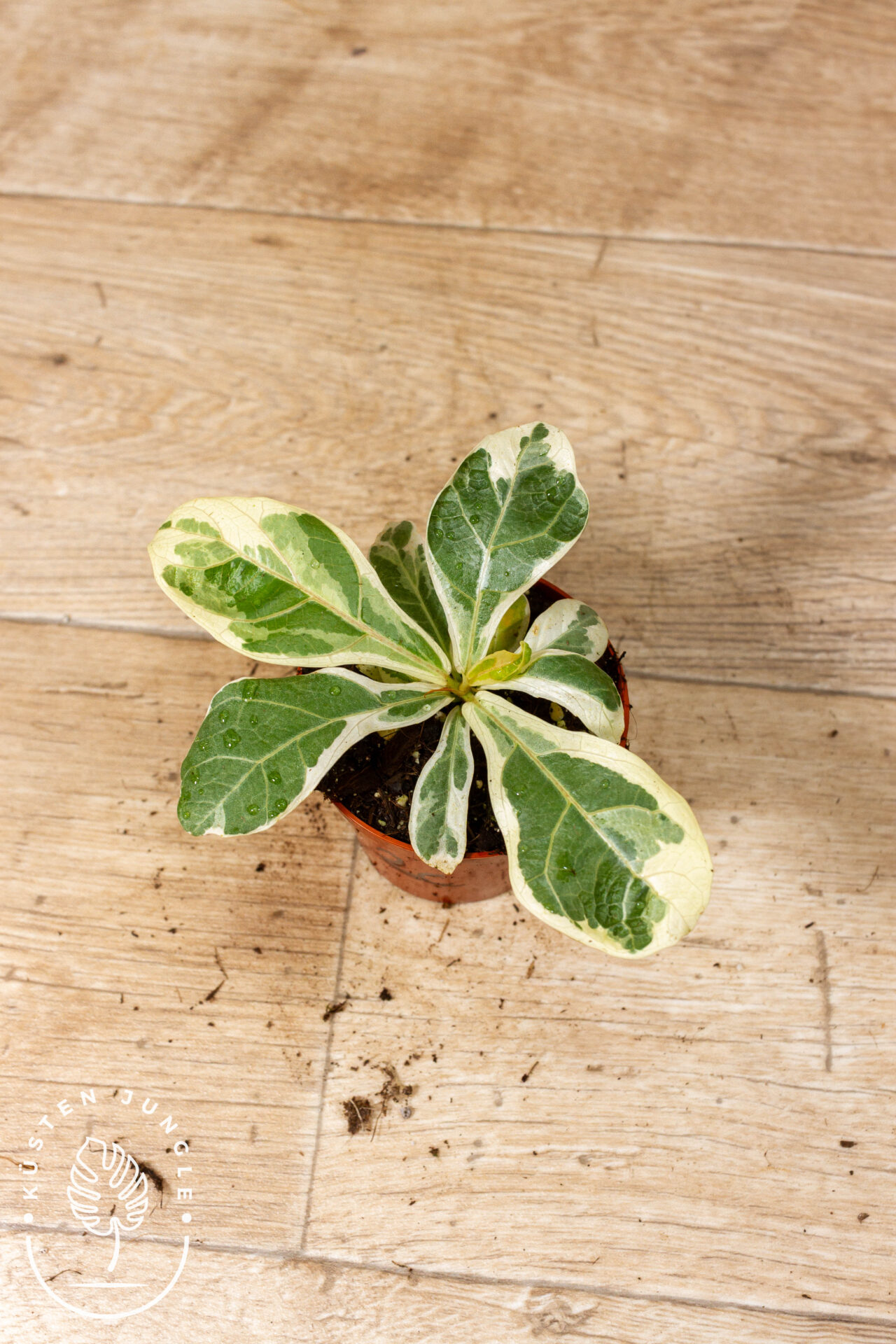 Ficus lyrata Variegata 002C WYSIWYG