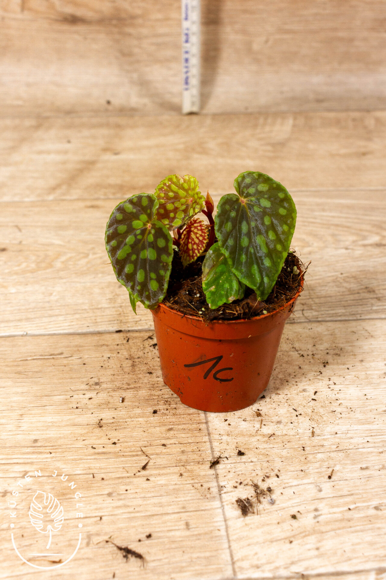 Begonia chlorosticta 001C WYSIWYG - Image 2