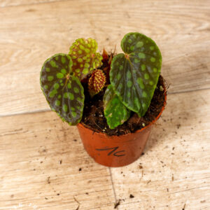 Begonia chlorosticta 001C WYSIWYG