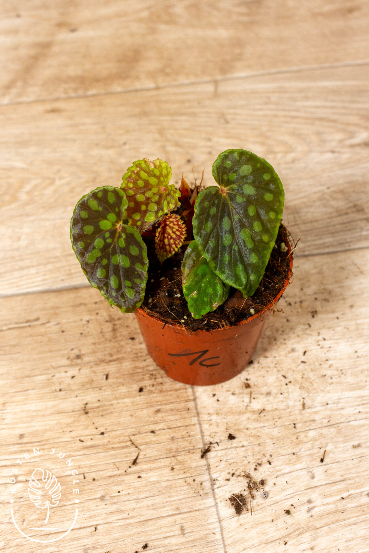 Begonia chlorosticta 001C WYSIWYG