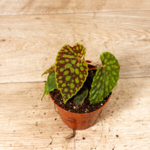 Begonia chlorosticta 002C WYSIWYG