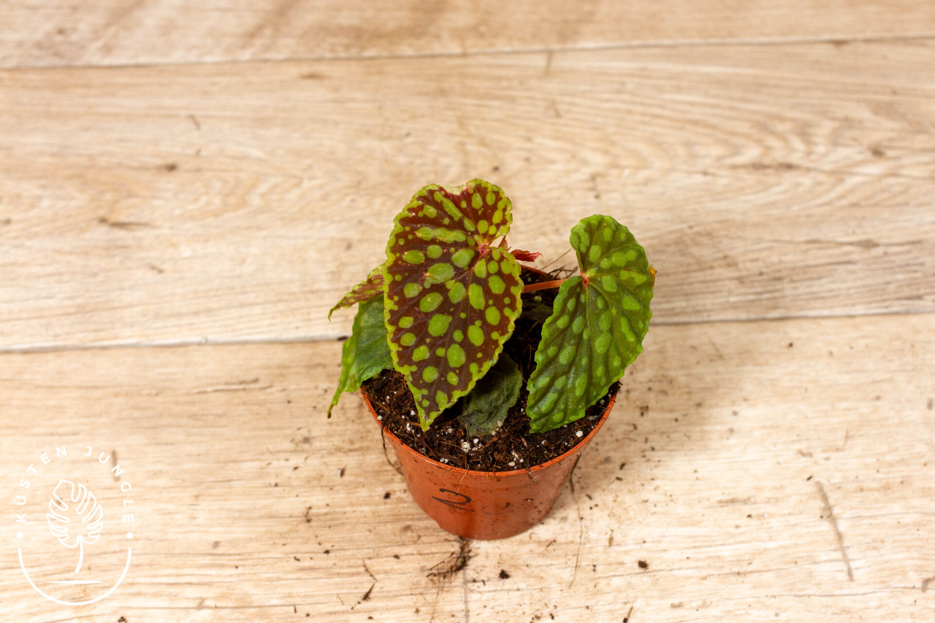 Begonia chlorosticta 002C WYSIWYG
