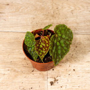 Begonia chlorosticta 003C WYSIWYG