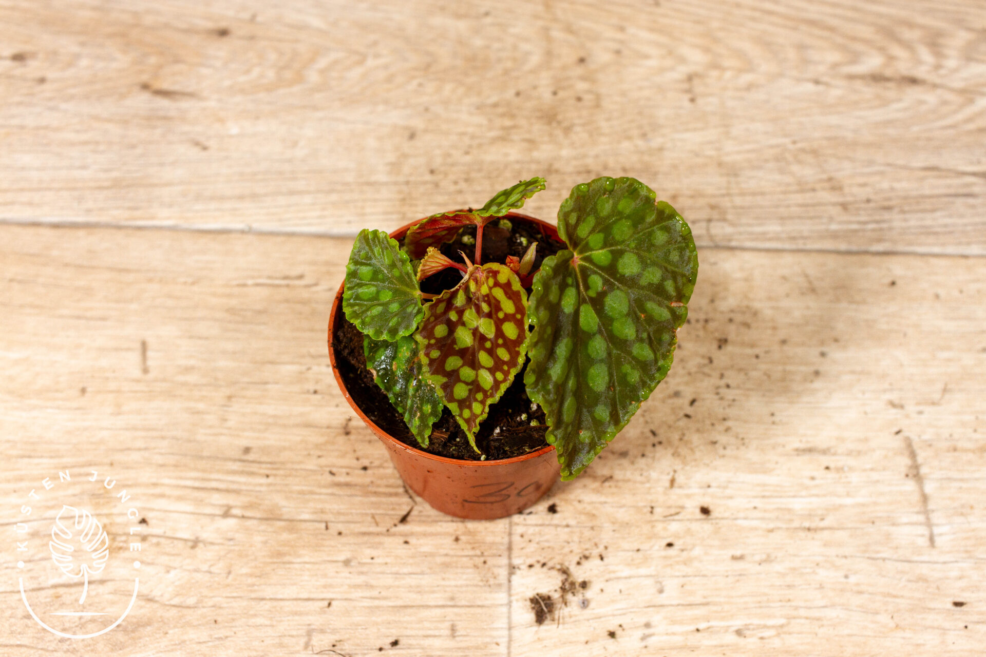 Begonia chlorosticta 003C WYSIWYG
