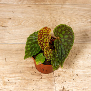 Begonia chlorosticta 004C WYSIWYG