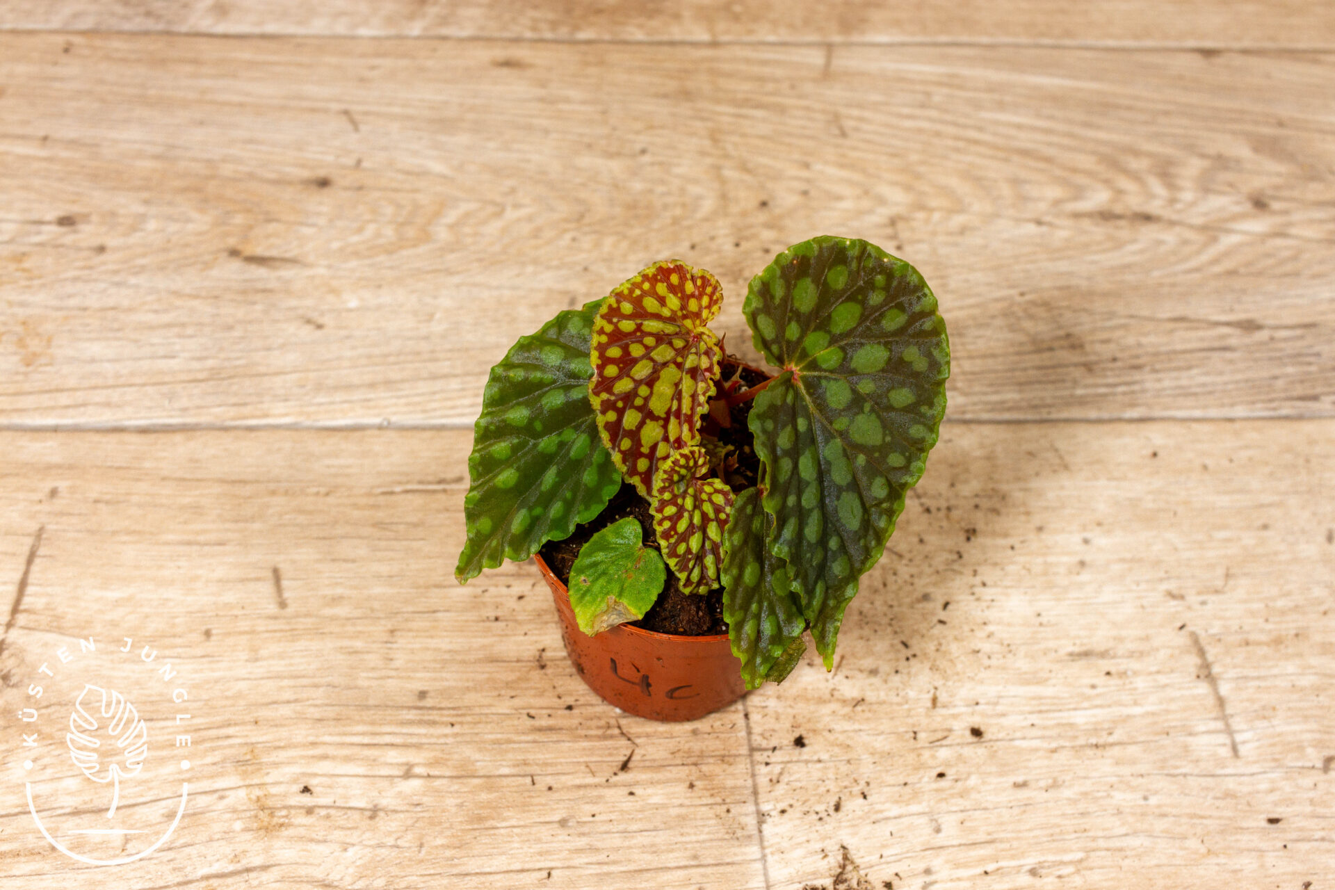 Begonia chlorosticta 004C WYSIWYG