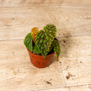 Begonia chlorosticta 005C WYSIWYG