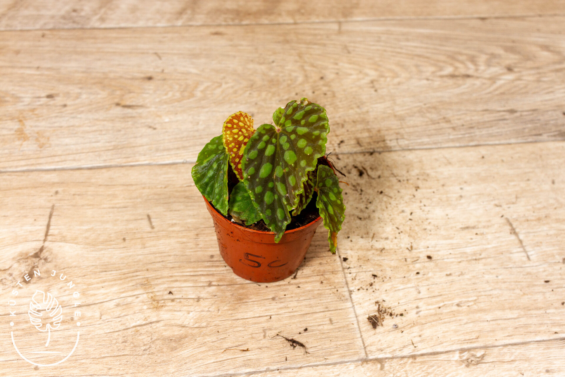 Begonia chlorosticta 005C WYSIWYG