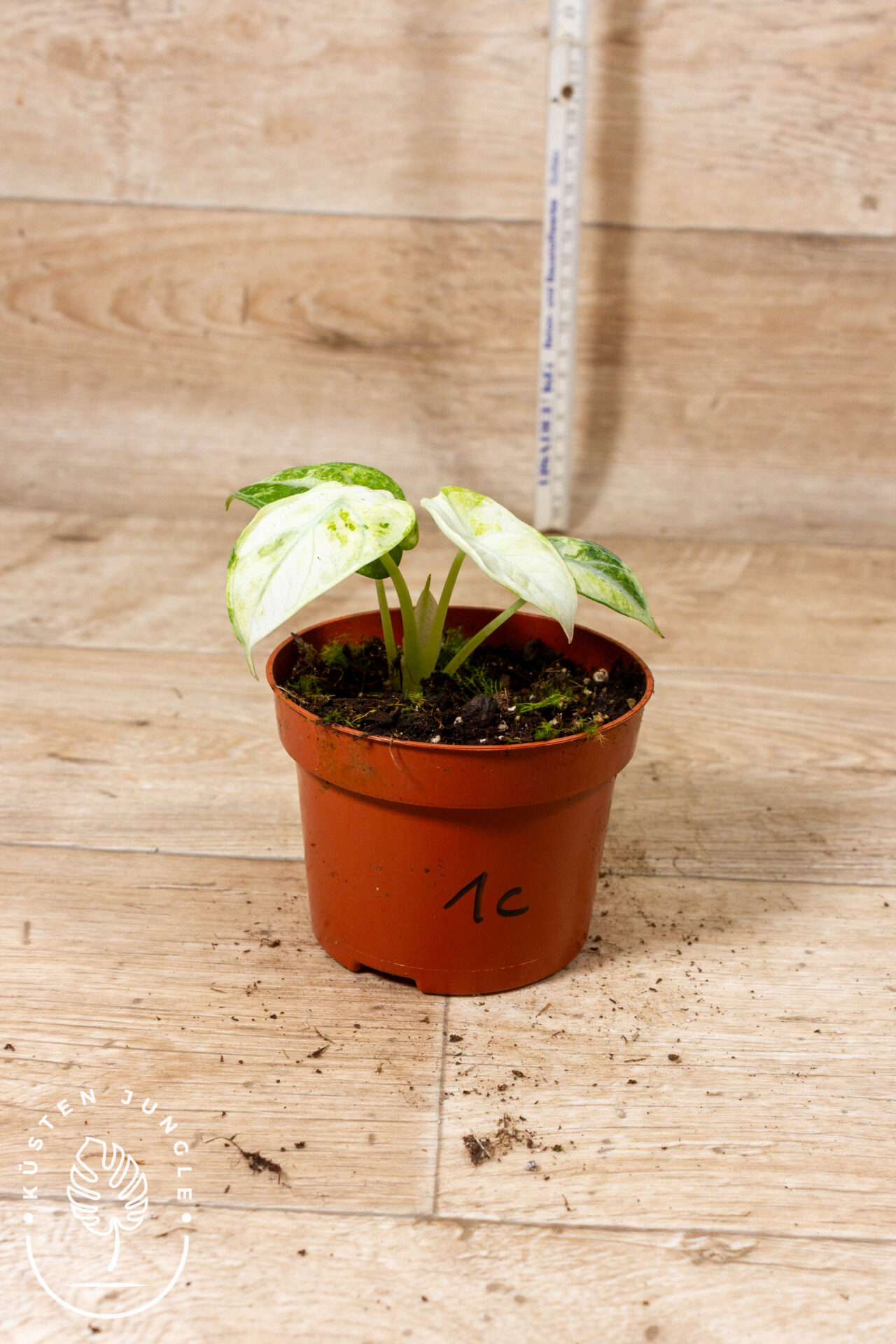 Alocasia ninja tricolor 001C WYSIWYG – Bild 2