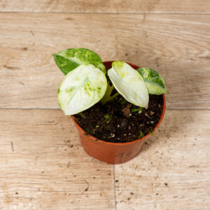 Alocasia ninja tricolor 001C WYSIWYG